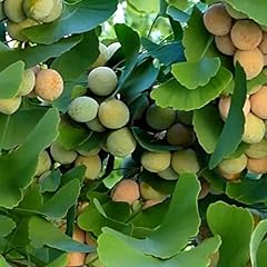 Ginkgo tree seeds for sale  Delivered anywhere in USA 