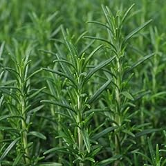 Rosemary plant miss for sale  Delivered anywhere in UK