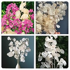 Semi lunaria pianta usato  Spedito ovunque in Italia 