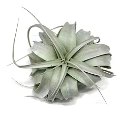 Xerographica air plants for sale  Delivered anywhere in USA 