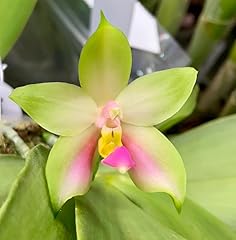 Phalaenopsis bellina patrick for sale  Delivered anywhere in USA 