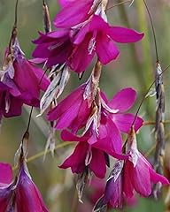 Perfect plants dierama for sale  Delivered anywhere in UK