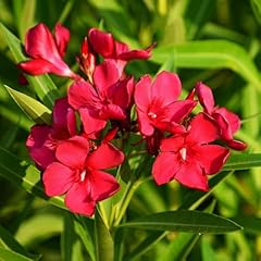 Yougarden oleander red for sale  Delivered anywhere in UK
