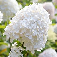 Garden hydrangea paniculata for sale  Delivered anywhere in UK