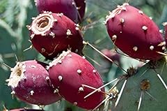 Plant perennial prickly for sale  Delivered anywhere in USA 