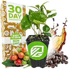 Coffee live plant for sale  Delivered anywhere in USA 