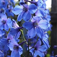 Larkspur gentian blue for sale  Delivered anywhere in Ireland