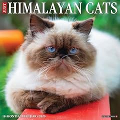 Himalayan cats 2025 for sale  Delivered anywhere in UK