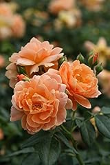 Last rose bush for sale  Delivered anywhere in USA 