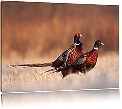 Proud pheasant couple for sale  Delivered anywhere in UK