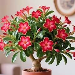 Desert rose plant for sale  Delivered anywhere in UK