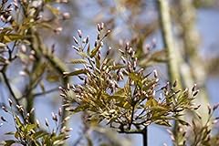 Amelanchier arborea robin gebraucht kaufen  Wird an jeden Ort in Deutschland