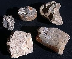 Five assorted baculite for sale  Delivered anywhere in USA 