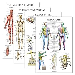 Palace learning anatomisches gebraucht kaufen  Wird an jeden Ort in Deutschland