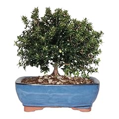 Kentis bonsai mirto usato  Spedito ovunque in Italia 