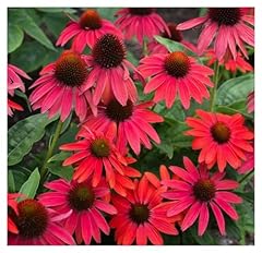 Echinacea purpurea lakota gebraucht kaufen  Wird an jeden Ort in Deutschland