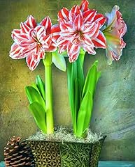 Amaryllis bulbs planting for sale  Delivered anywhere in UK