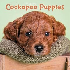 Cockapoo puppies square for sale  Delivered anywhere in USA 