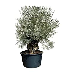 Sunnytree olea europea usato  Spedito ovunque in Italia 