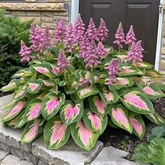 1000 pcs hosta gebraucht kaufen  Wird an jeden Ort in Deutschland