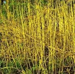 Yellow dogwood field for sale  Delivered anywhere in UK