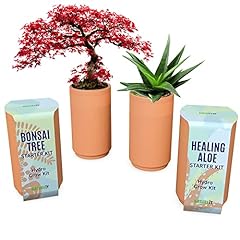 Bonsai tree aloe for sale  Delivered anywhere in USA 