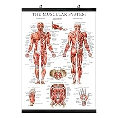 Palace learning muscular for sale  Delivered anywhere in UK