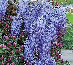 Live plant blue for sale  Delivered anywhere in USA 