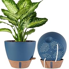 Pack inch plant for sale  Delivered anywhere in USA 