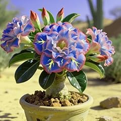Adenium obesum bulbi usato  Spedito ovunque in Italia 