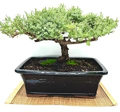 Live dwarf juniper for sale  Delivered anywhere in USA 