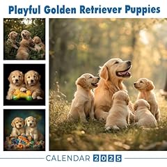 Playful golden retriever for sale  Delivered anywhere in UK