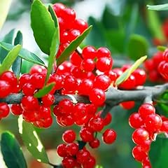 Kviter yaupon holly for sale  Delivered anywhere in USA 