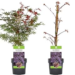 Acer palmatum trompenburg d'occasion  Livré partout en France
