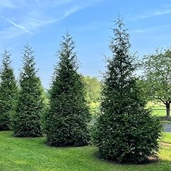 Green giant arborvitae for sale  Delivered anywhere in USA 