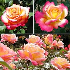 Fragrant hybrid tea for sale  Delivered anywhere in UK