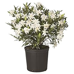 Gallon gardenia frostproof for sale  Delivered anywhere in USA 