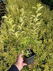 Direct plants ligustrum for sale  Delivered anywhere in UK