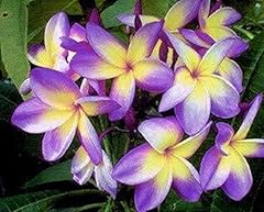 Rare yellow purple for sale  Delivered anywhere in USA 