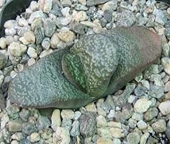 Gasteria graines d'occasion  Livré partout en France
