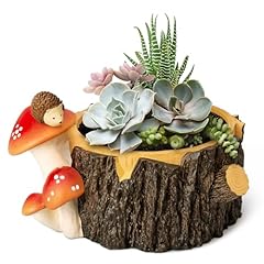 Yiiwinwy hedgehog succulent for sale  Delivered anywhere in USA 