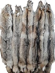 Eastern coyote pelt for sale  Delivered anywhere in USA 