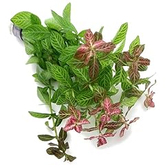 K2aqua hygrophila polysperma for sale  Delivered anywhere in UK
