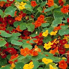 Summer bedding plants for sale  Delivered anywhere in UK