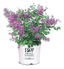 Proven winners syringa for sale  Delivered anywhere in USA 