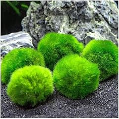 Marimo alga palla usato  Spedito ovunque in Italia 