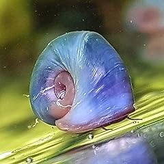 Aqualife blue ramshorn for sale  Delivered anywhere in UK