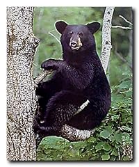 Black bear wildlife for sale  Delivered anywhere in USA 