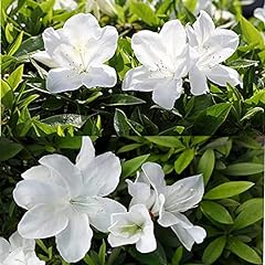 White rhododendrons flowers for sale  Delivered anywhere in USA 