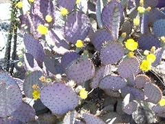 Cactus purple prickly for sale  Delivered anywhere in USA 